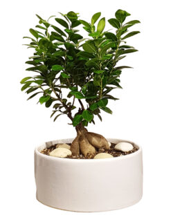 Elegant Miniature Bonsai Tree in Ceramic Pot