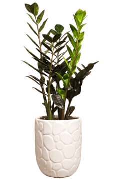 Zamioculcas Zamiifolia Plant