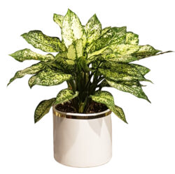 Aglaonema Snow White